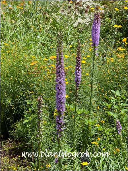 Growing with some shorter yellow Coreopsis. (July 25)